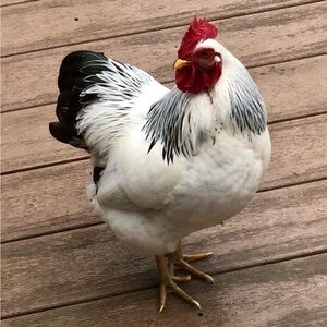 Meet your Posher, Nima